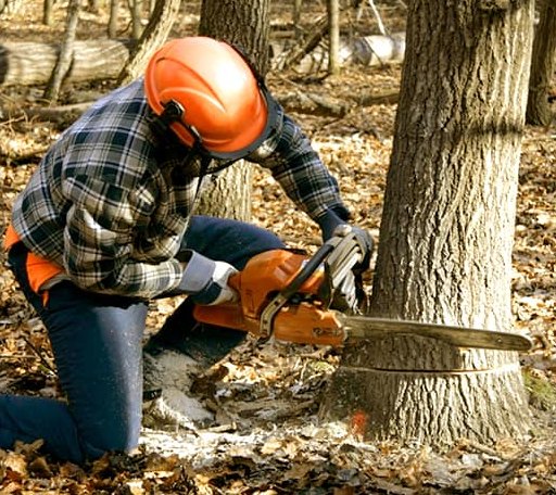 Tree Removal in Sparta, MI